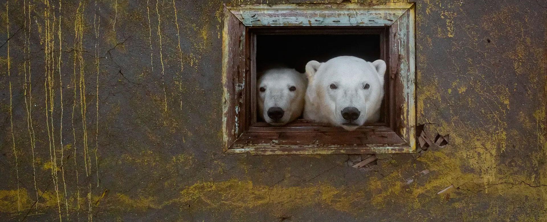 Дмитрий Кох полярни мечки