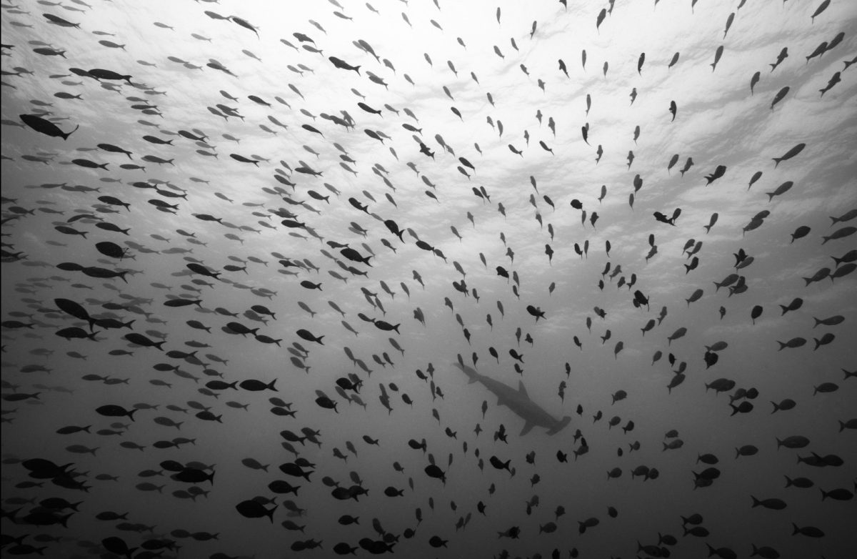 Murmuration of waves