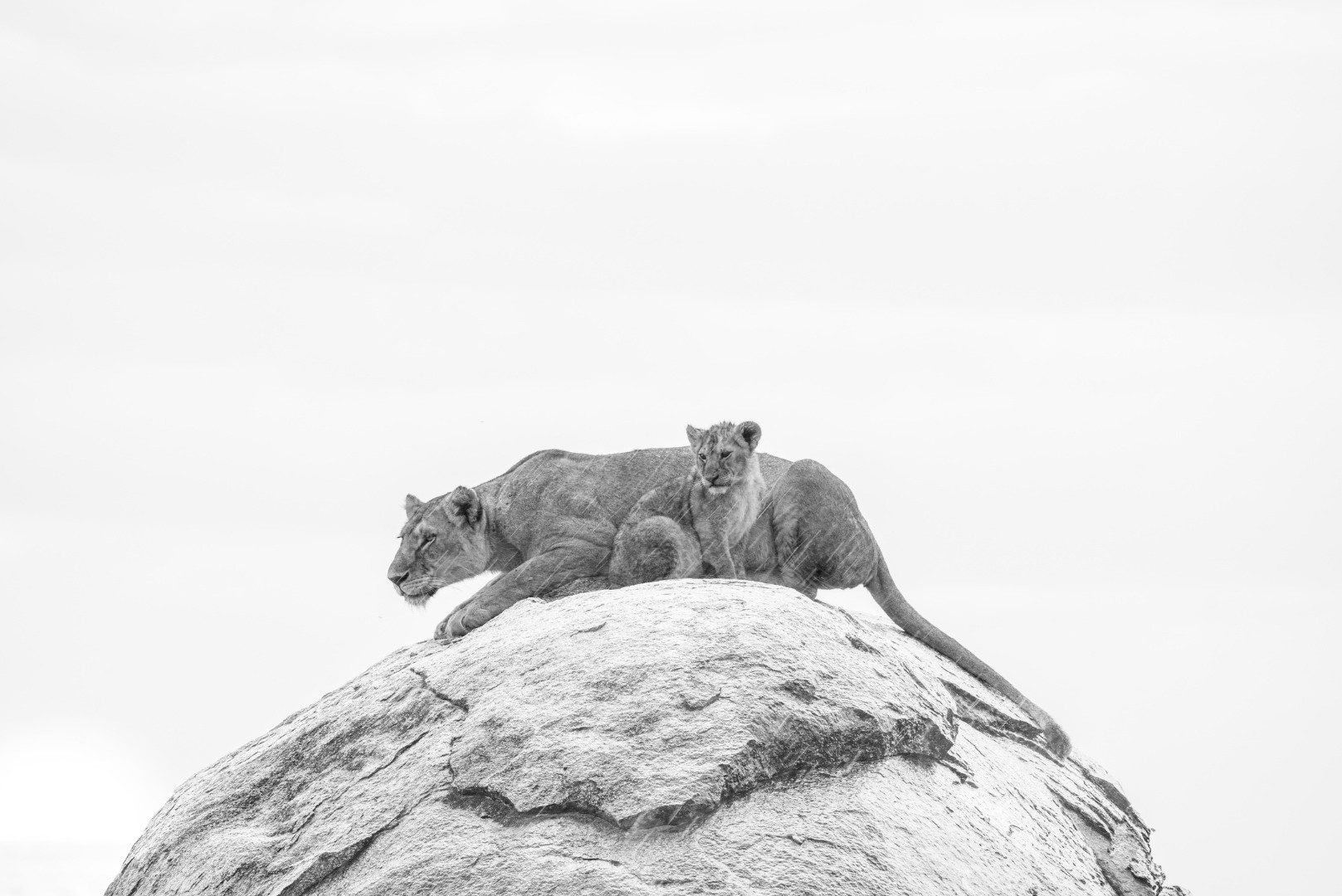 THe Queen-s Rain - Tanzania